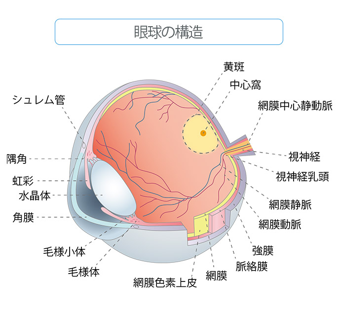 眼の仕組み