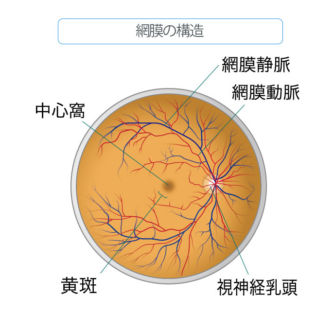 網膜