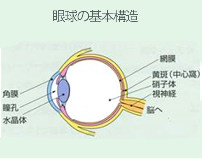 加齢黄斑変性